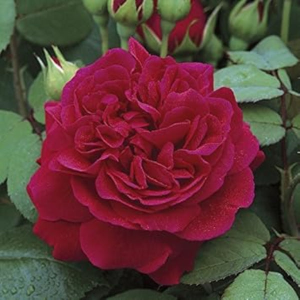 Red Climbing Rosa plant