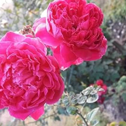 Pink Climbing Rosa plant