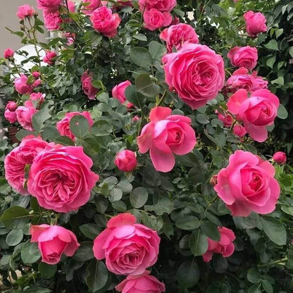 Pink Climbing Rosa plant