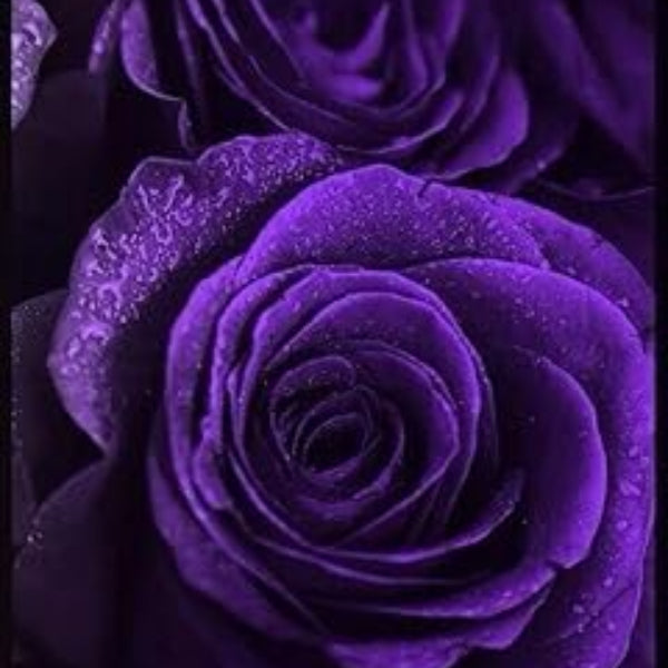Deep Purple Rosa plant