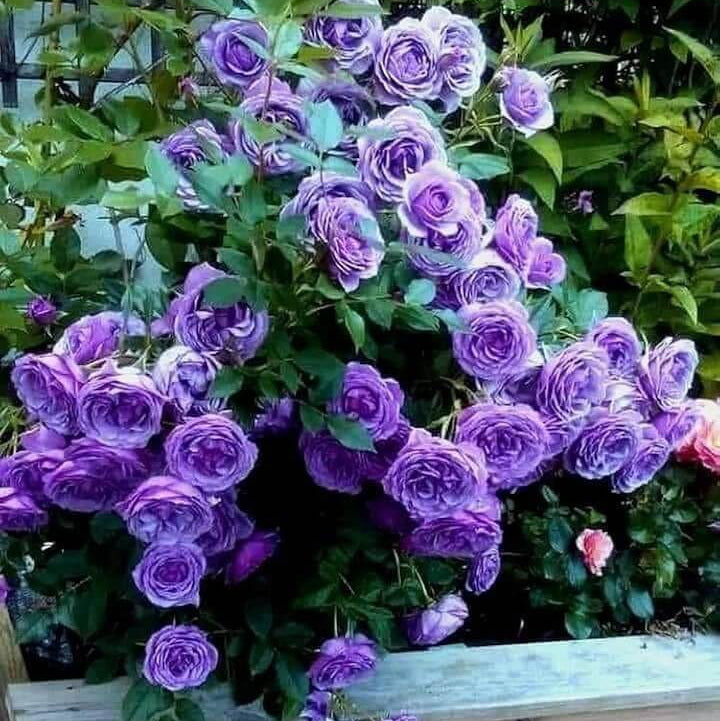 Fresh Violet Rosa plant