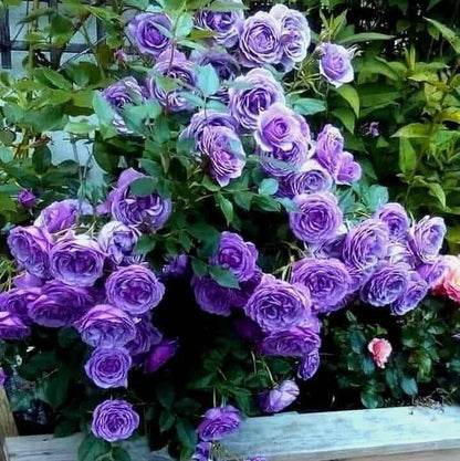 Fresh Violet Rosa plant