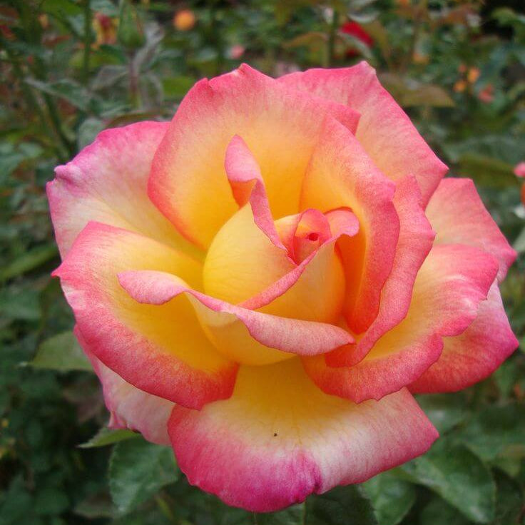 Light Pink Rosa plant