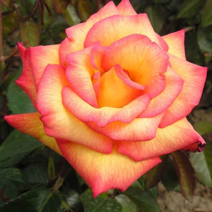 Light Pink Rosa plant