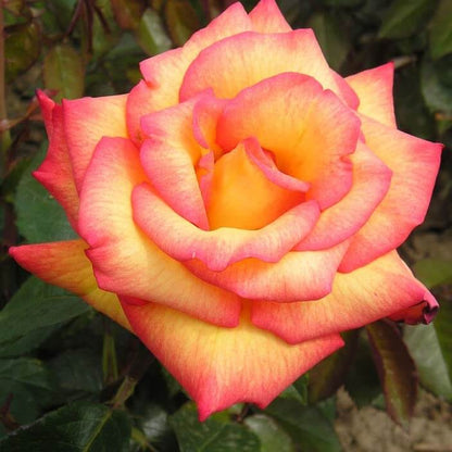 Light Pink Rosa plant