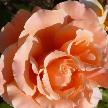 Hybrid Tea Rosa plant