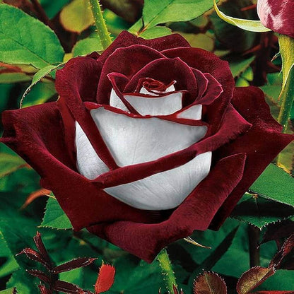& White Rosa plant