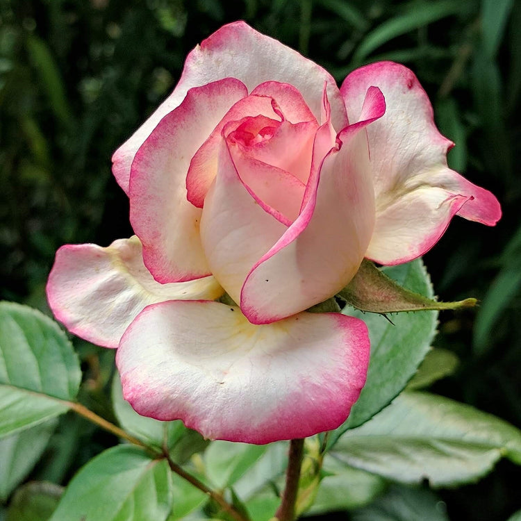 Pink Osiria Rosa plant