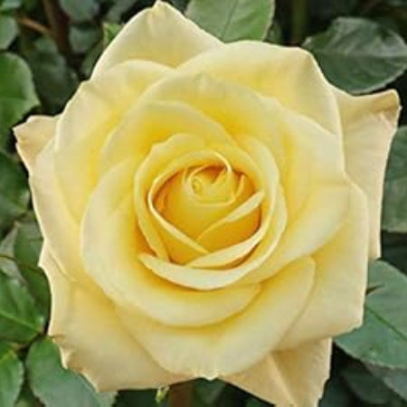 Pale Yellow Rosa plant