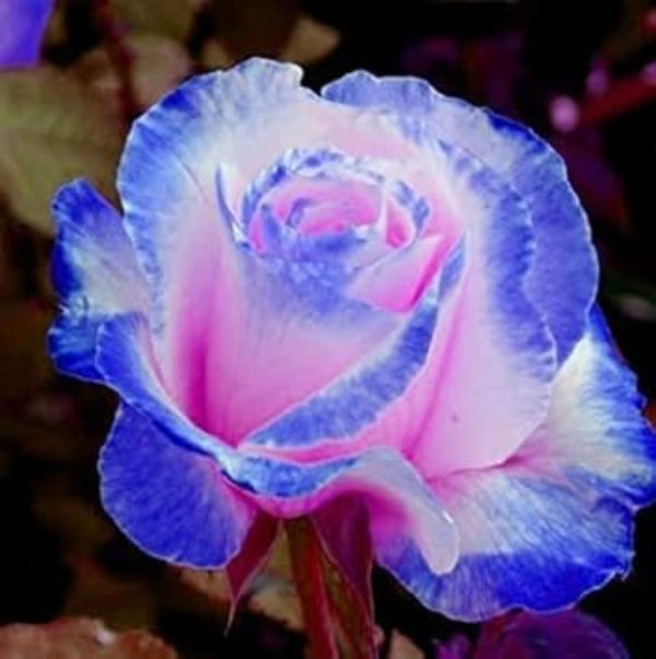 & Blue Rosa plant