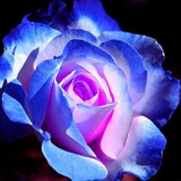 & Blue Rosa plant