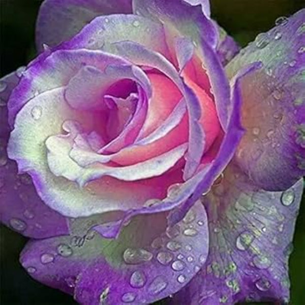 & Pink Rosa plant