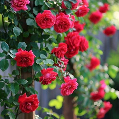 Pink Climbing Rosa plant