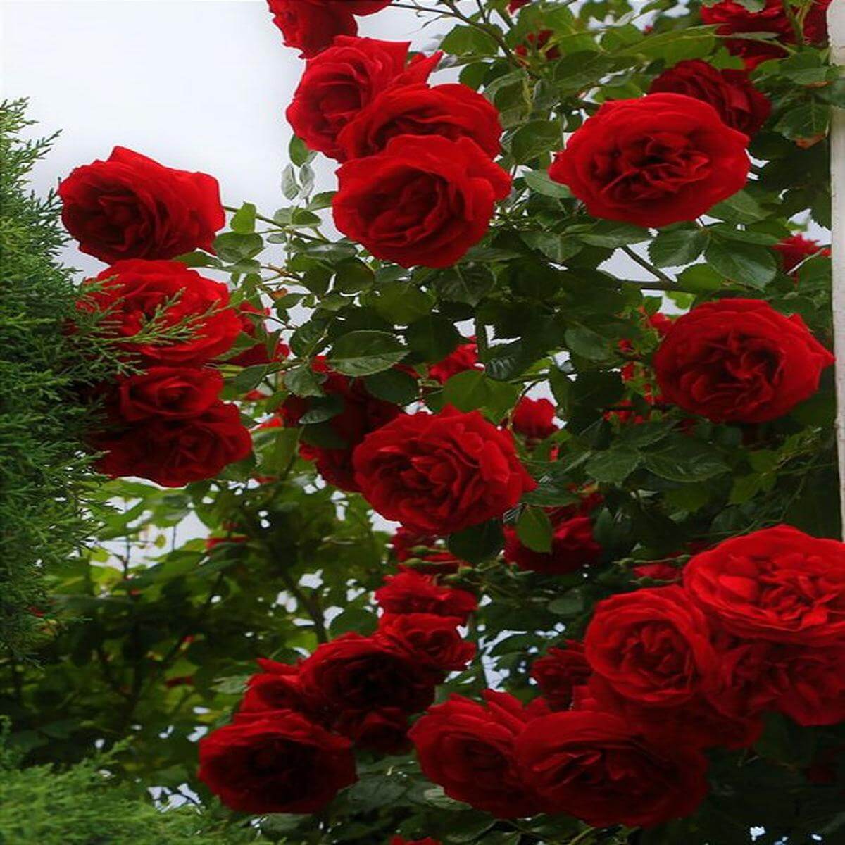 Pink Climbing Rosa plant