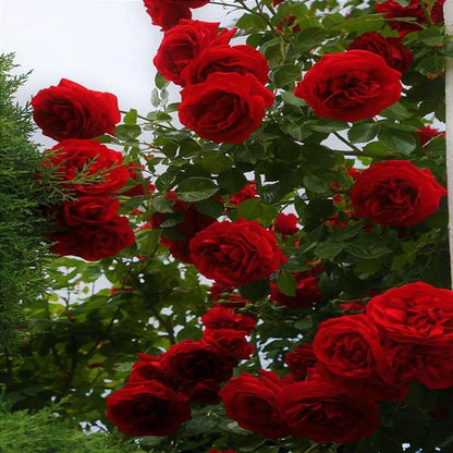 Pink Climbing Rosa plant