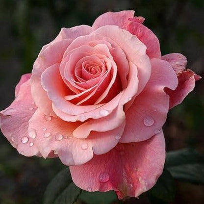Salmon Pink Rosa plant