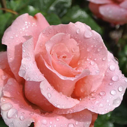 Salmon Pink Rosa plant