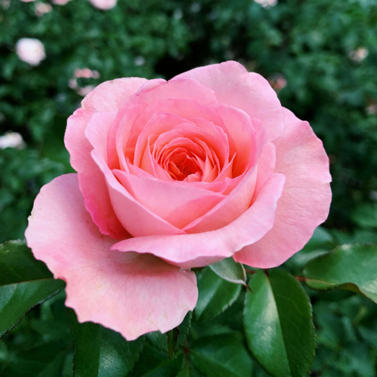 Salmon Pink Rosa plant