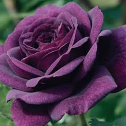 Purple Dragon Rosa plant