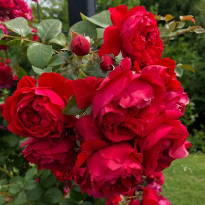 Pink Climbing Rosa plant