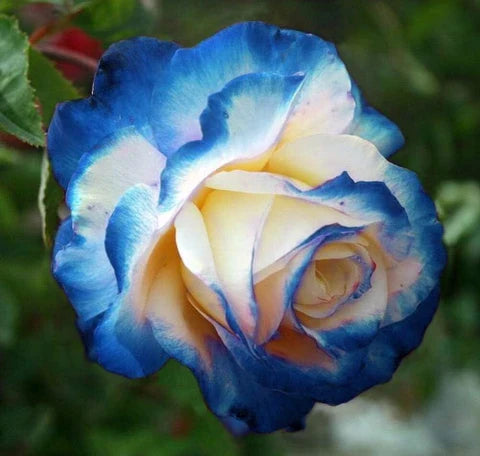Blue Cream flower seeds