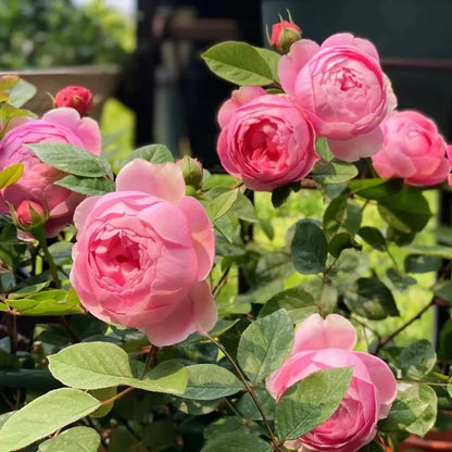Pink Rose Flower Seeds for Planting – Heirloom Non-GMO Garden Seeds