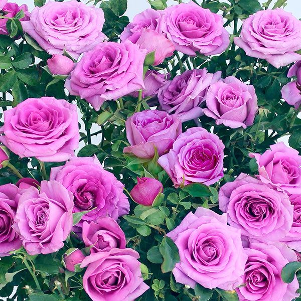 Pink Purple flower seeds