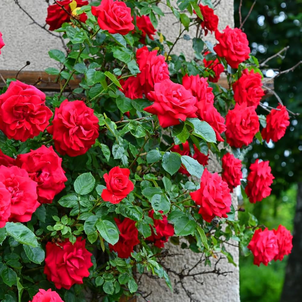 Rose Tree flower seeds
