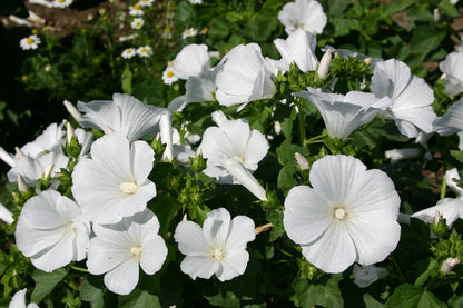 White Lavatera Flower Seeds for Planting – Heirloom Non-GMO Garden Seeds