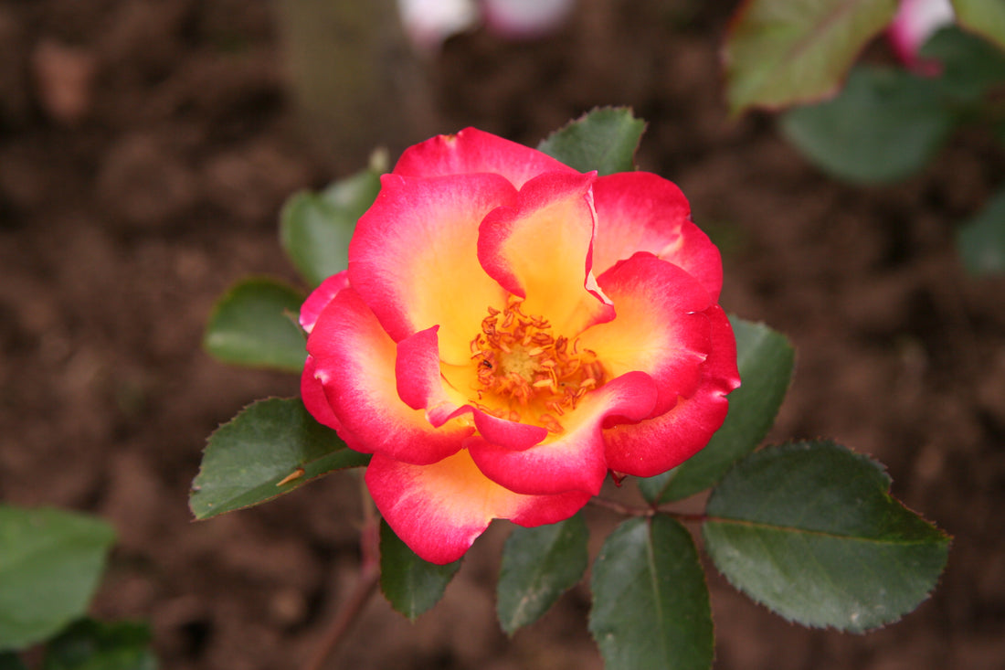Betty Boop flower seeds