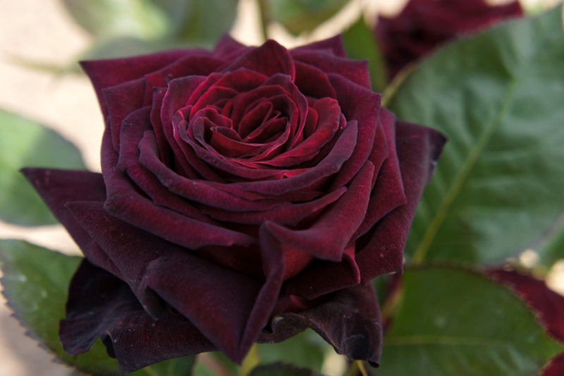 Black and Maroon Rose Flower Seeds for Planting – Heirloom Non-GMO Garden Seeds