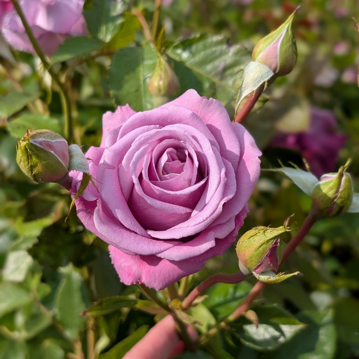 Blue Moon Rose plant