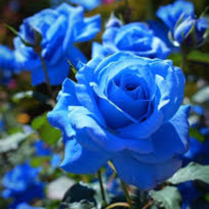 Blue Rose plant