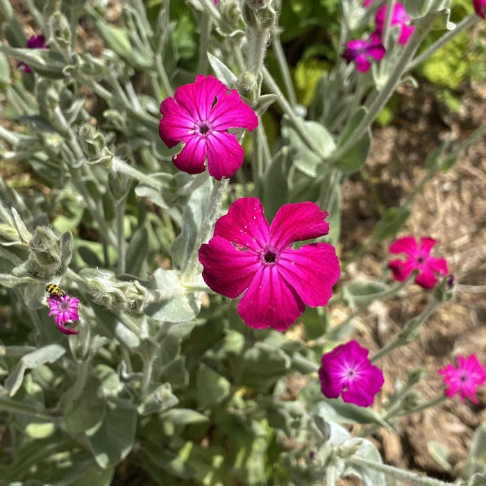 Rose Campion plant