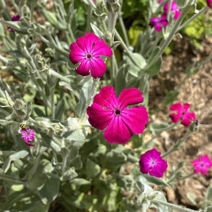 Rose Campion plant