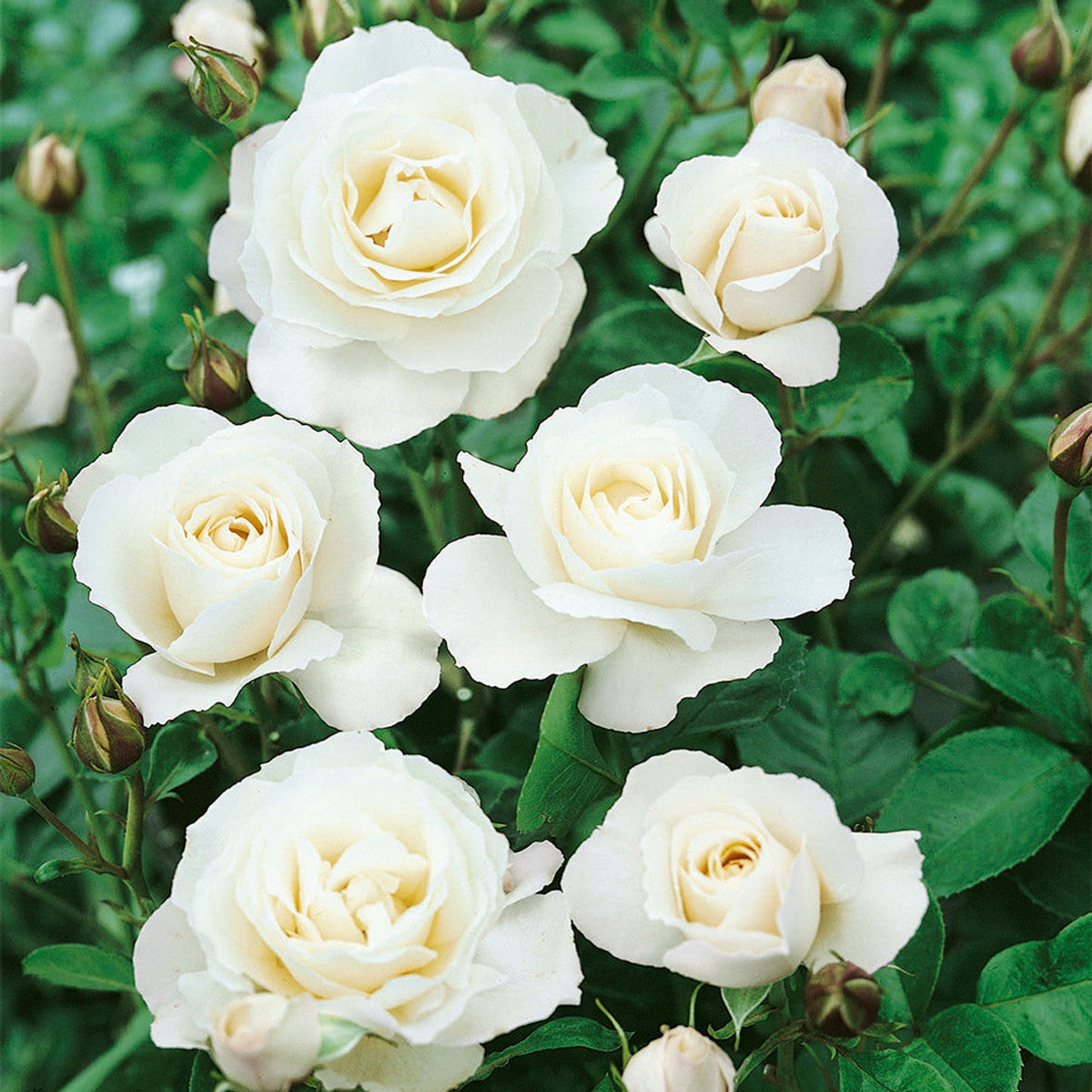 Climbing Iceberg Rose plant