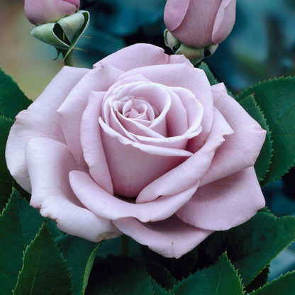 Blue Moon Rose plant