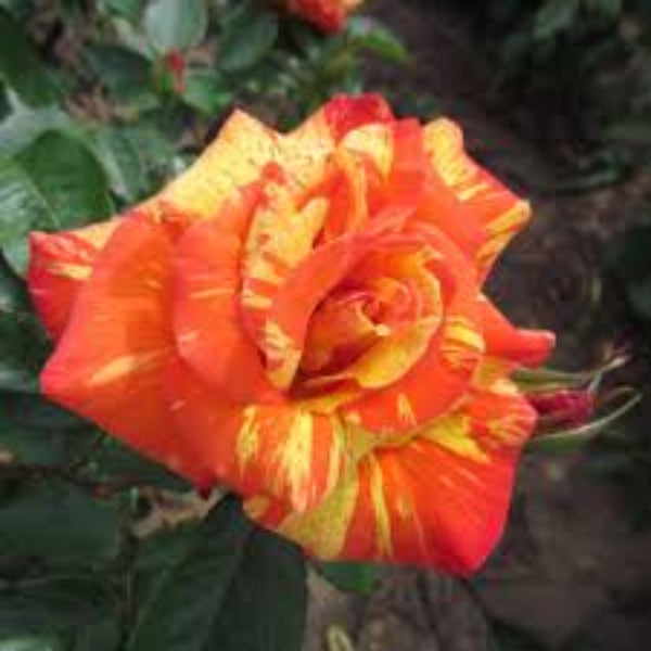 Rainbow Rose Flower plant