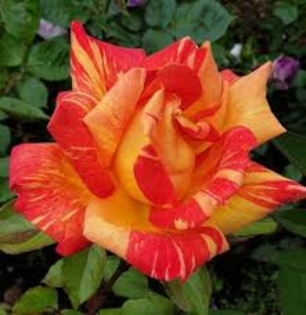 Rainbow Rose Flower plant