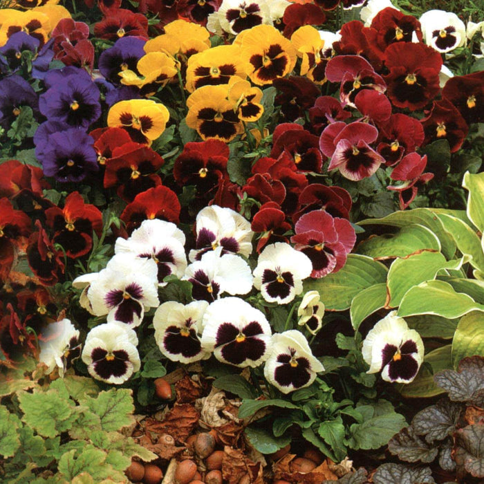 Rose Pansy plant