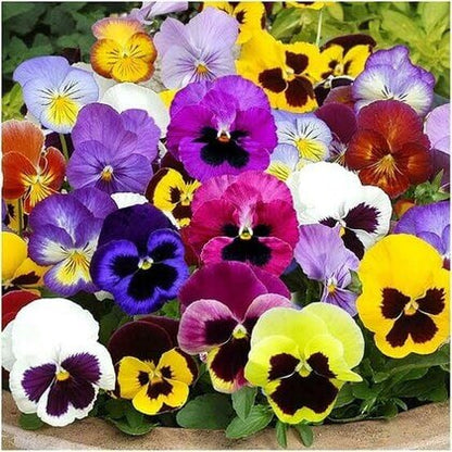 Rose Pansy plant