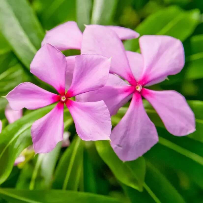 Rose Periwinkle plant