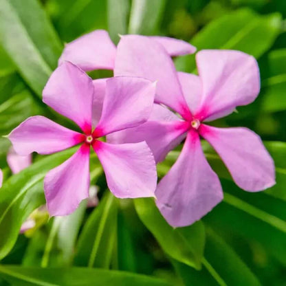 Rose Periwinkle plant
