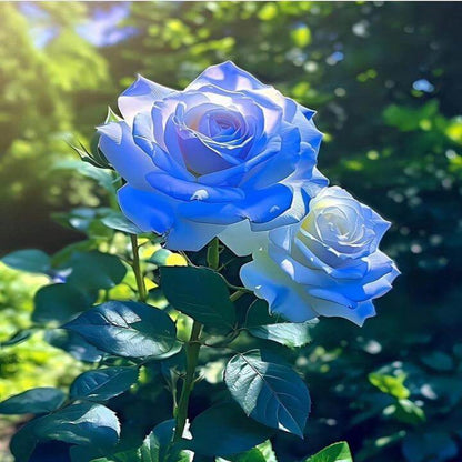 Blue Rose plant