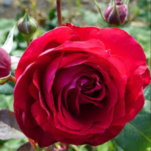 Double Petal Rose plant