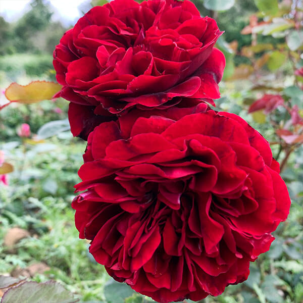 Double Petal Rose plant