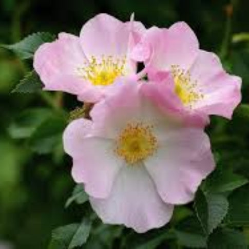 Rosa Canina Rose plant