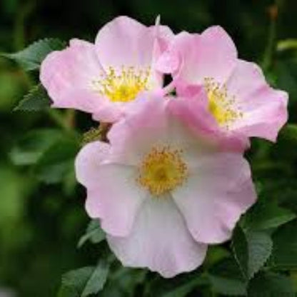 Rosa Canina Rose plant