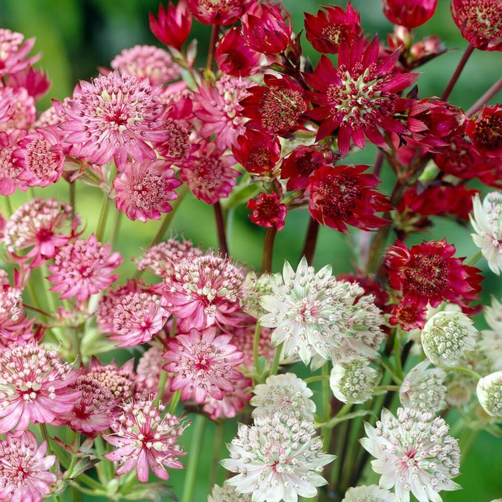 Symphony Astrantia Major plant