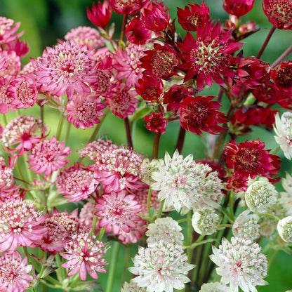 Symphony Astrantia Major plant